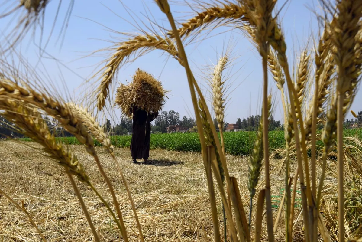 مصر تقترب من تقليص واردات القمح بفضل الإنتاج المحلي